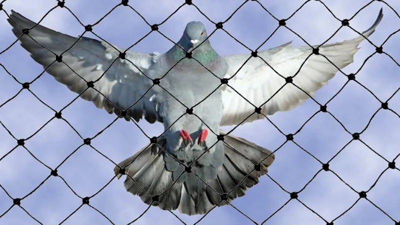Pigeon Safety Net
